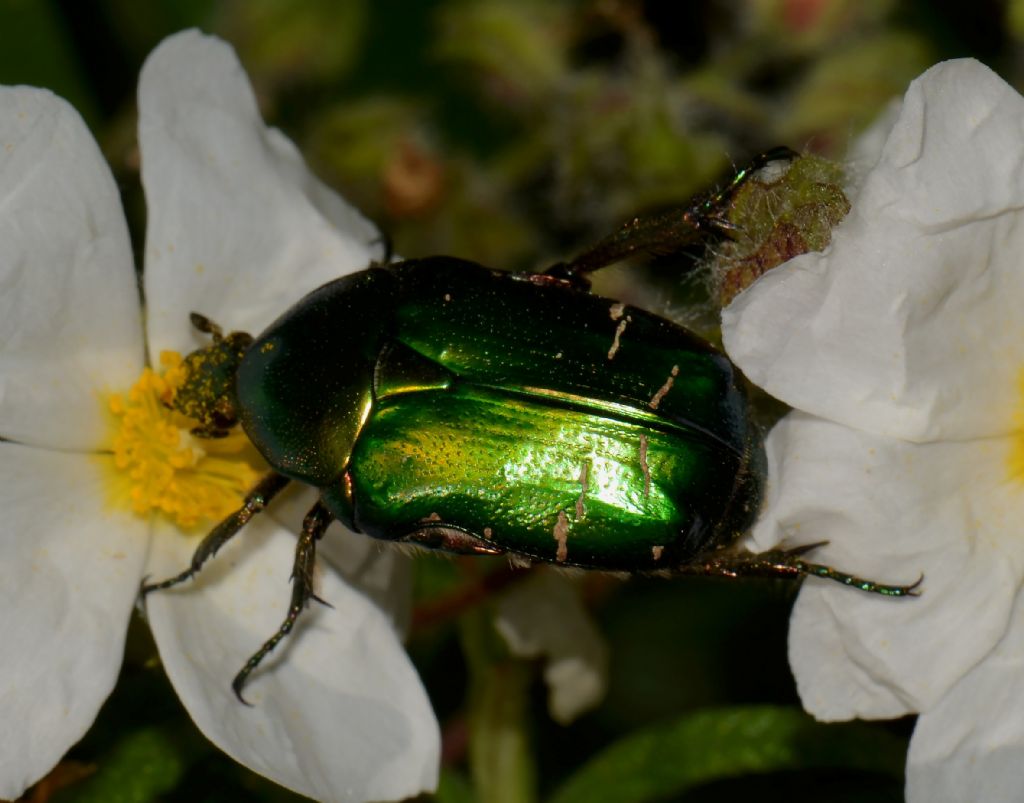 Cetonia aurata pisana